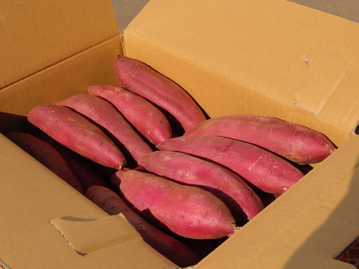 紅はるか Amazon.co.jp: さつまいも 5kg 紅はるか 茨城県産 18～22本前後 M